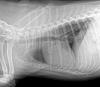 ADRS : Acute Respiratory Distress Syndrome in Dogs