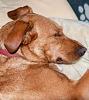 Hypoadrenocorticism (Addisonâ€™s Disease) in Dogs